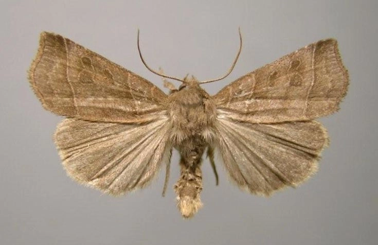 heremietuil, Ipimorpha retusa, Han KS, coll. Naturalis, Leiden, 16557_.jpg